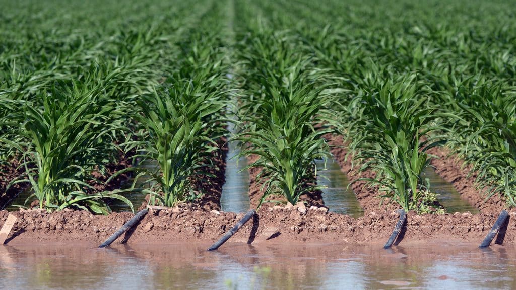 Irrigating a large corn field.
