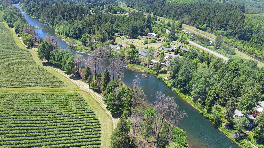 Riparian project planted in early 2021 in area along McKenzie River burned by the Holiday Farm Fire in fall 2020. New trees are replacing the fire-killed tree canopy (center foreground). Riparian forests are the last barrier before sediment, excess nutrients, and pollutants enter this drinking water source.