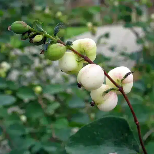 Common Snowberry