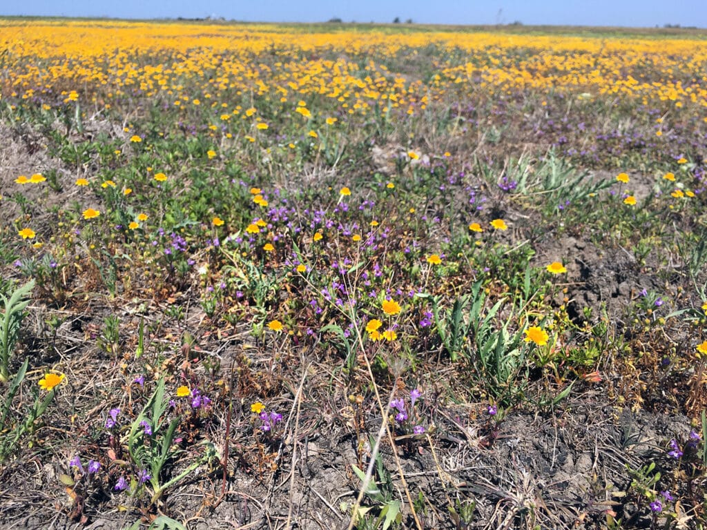 Small yellow and purple wildflowers in a dry field