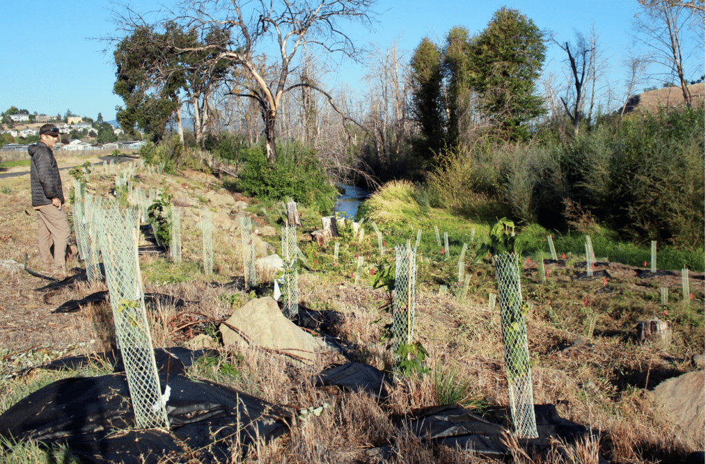Active planting site near the Rogue River with plants growing to create shade that will cool water temperatures.