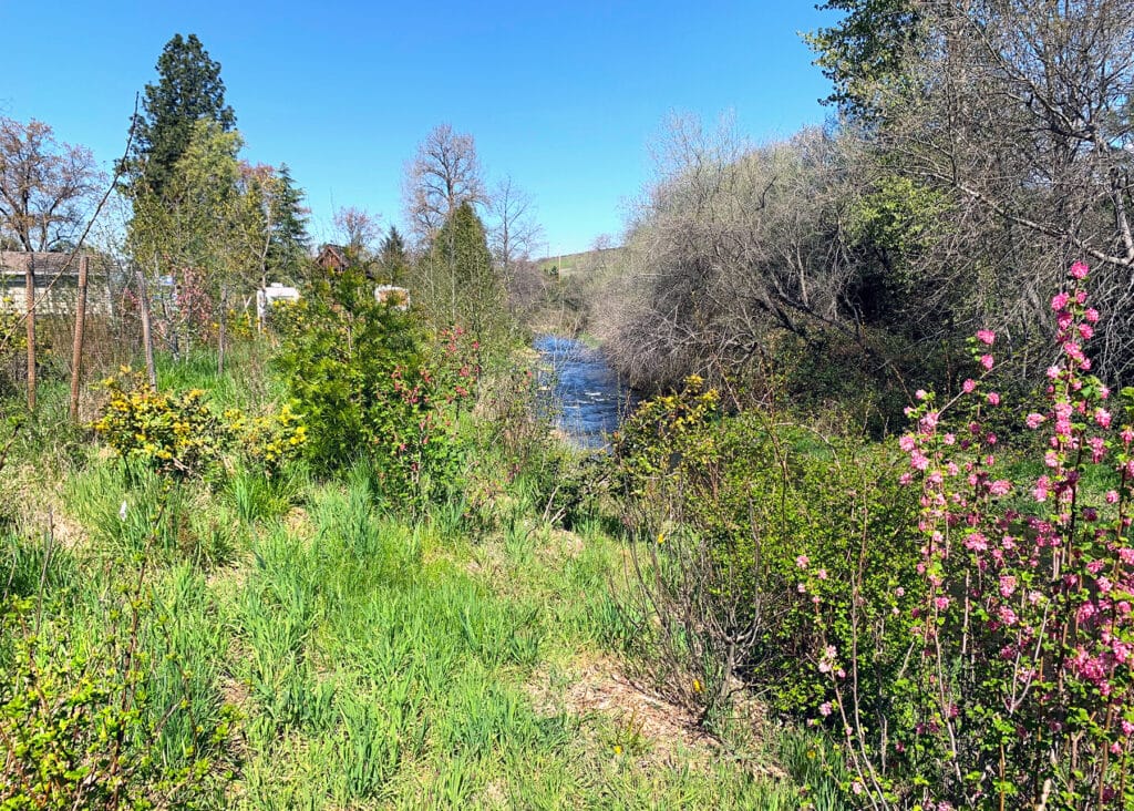 Trees and flowering shrubs along a streambank.